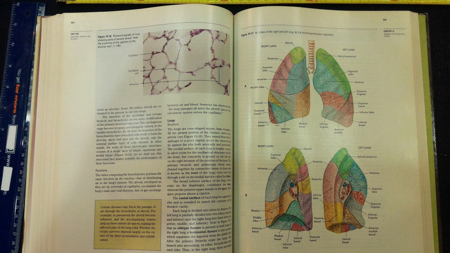 Anatomy & Physiology english profesonal book 1987 [BOK10119]