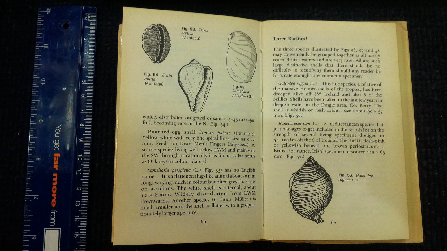 Seashells - The Observerwsn1977 book [BOK10122]