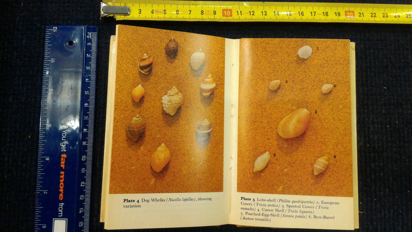 Seashells - The Observerwsn1977 book [BOK10122]