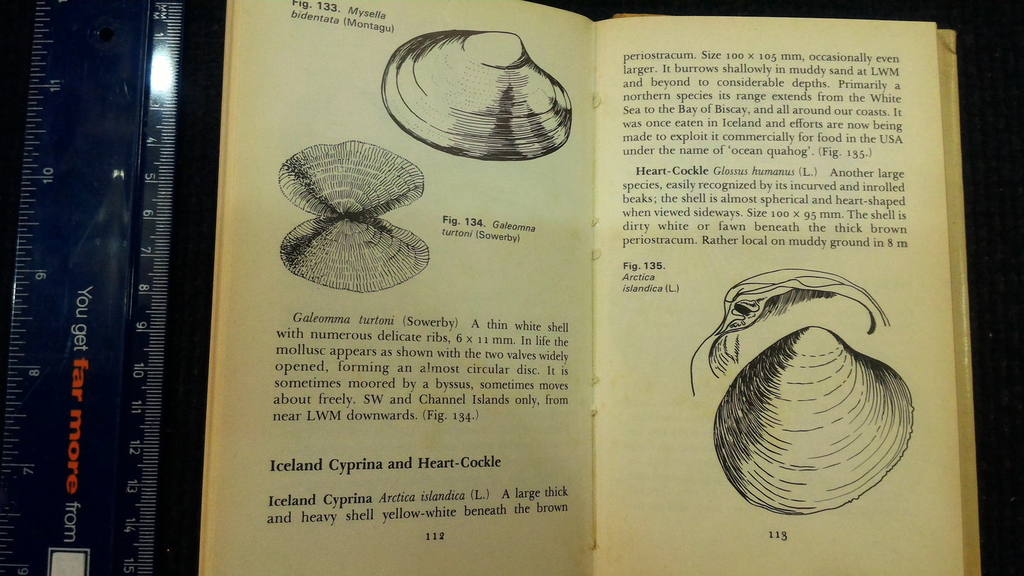 Seashells - The Observerwsn1977 book [BOK10122]